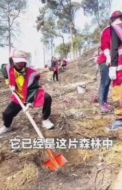 重庆去年山火救援志愿者又回来植树，接连种下木荷幼苗。