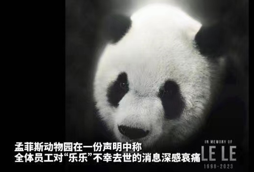 大熊猫“乐乐”死因已初步确定，让人心痛