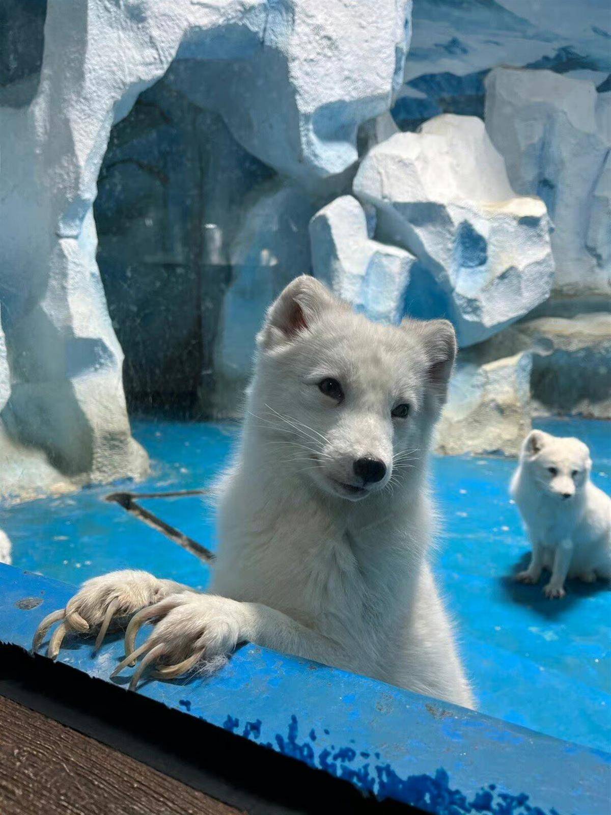 北极狐指甲过长行走困难官，动物园方回应来了