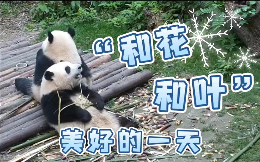 大熊猫和花和叶已被企业认养，营业能力杠杠的!