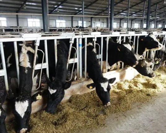 美国得克萨斯州一奶牛场发生爆炸，死亡约1.8万只牛（2023奶牛场爆炸）