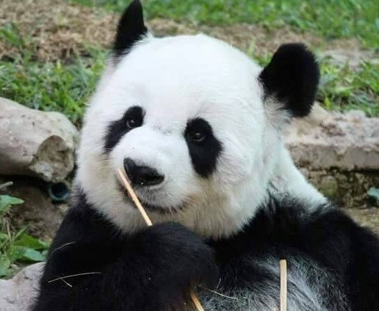 旅泰大熊猫林惠直播时身体不适、鼻部出血，最终抢救无效离世（2023大熊猫林慧去世）