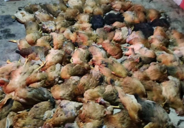 疑似放烟花受惊，导致养鸡场上千只鸡突然死亡