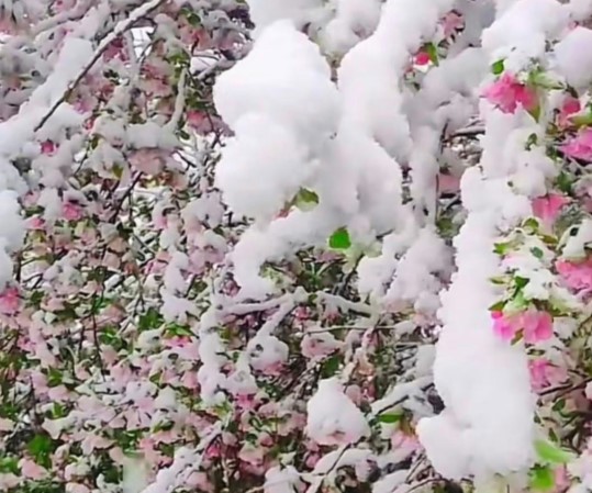 河南现美景：三月飘雪，桃花于雪花齐飞（2023河南三月降雪）