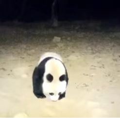 野生大熊猫深夜遛达 镜头前自拍