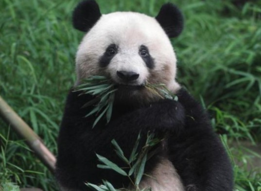 旅日大熊猫“香香”已回到中国，日本民众不舍