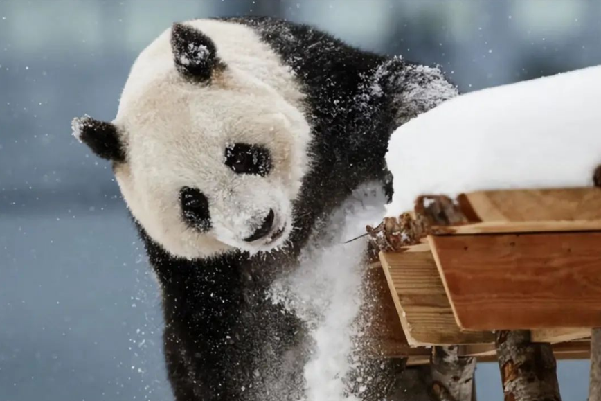 因为缺钱养不了，芬兰一动物园拟送大熊猫回中国