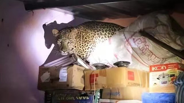 印度豹子闯入男子家中偷狗！