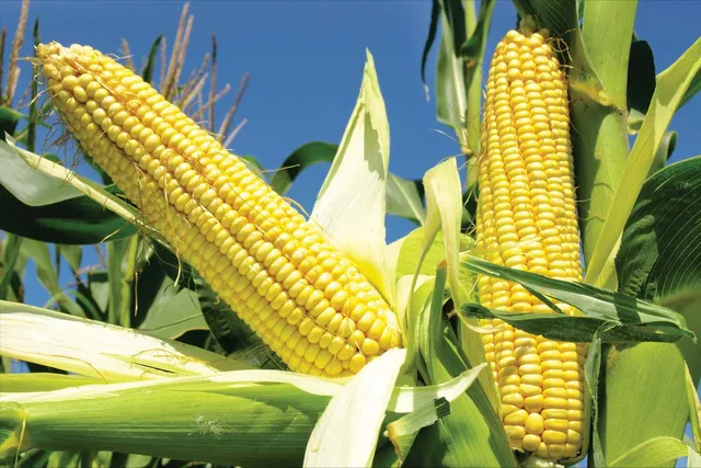 美国丢失中国玉米订单 美国玉米还能“香”多久（2023美国丢失中国玉米订单）