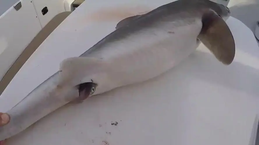 幸运！网友逛鱼店惊喜偶遇鲨鱼产子过程