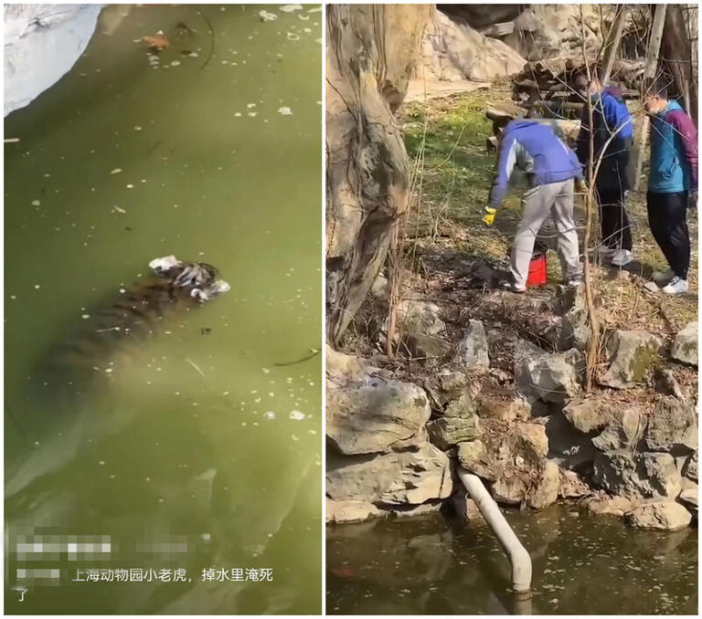 是溺亡吗？上海动物园水面浮出幼虎的尸体
