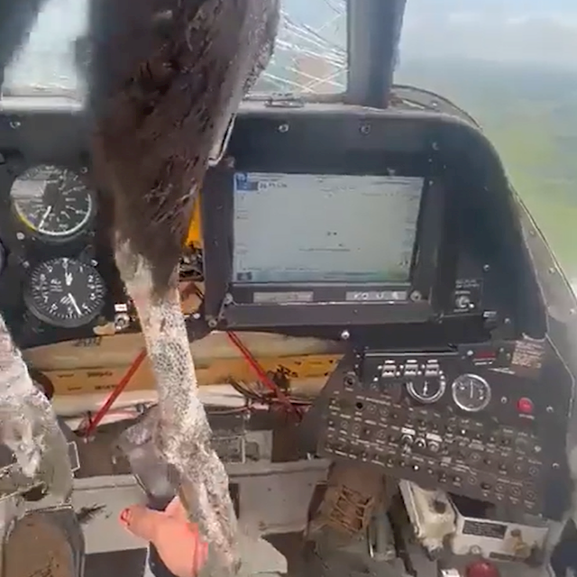 飞机挡风玻璃被疑似秃鹰的大鸟撞穿 骸嵌入机身（2023大鸟撞穿飞机玻璃）