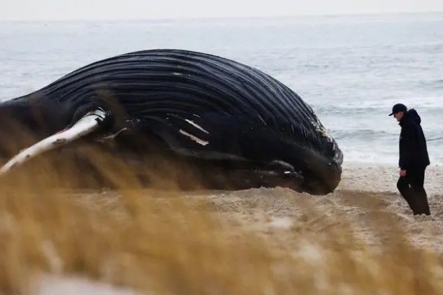 纽约州海滩惊现座头鲸，据悉在搁浅后已死亡