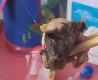 鼠头再现！重庆一医院食堂芋头烧鸭吃出鼠头，官方确认（2023重庆医院鼠头）